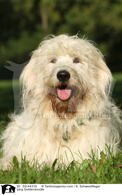 liegender Goldendoodle / lying Goldendoodle / SS-44316