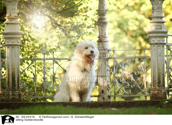 sitzender Goldendoodle / sitting Goldendoodle / SS-44318