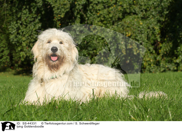 lying Goldendoodle / SS-44331