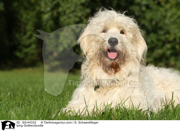 liegender Goldendoodle / lying Goldendoodle / SS-44332