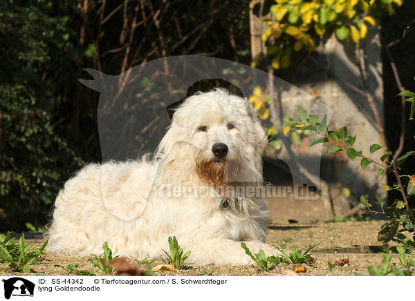 lying Goldendoodle / SS-44342