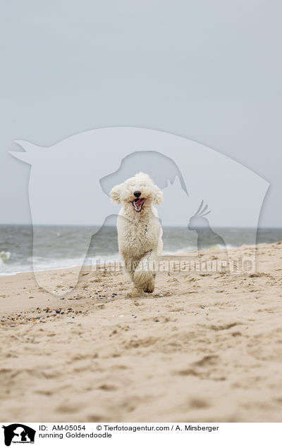 rennender Goldendoodle / running Goldendoodle / AM-05054