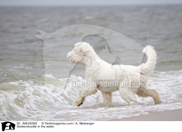 Goldendoodle im Wasser / Goldendoodle in the water / AM-05069