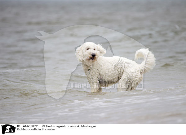 Goldendoodle im Wasser / Goldendoodle in the water / AM-05072