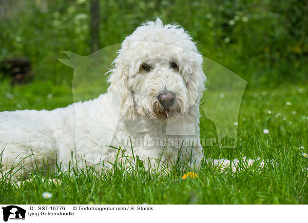 liegender Goldendoodle / lying Goldendoodle / SST-16776