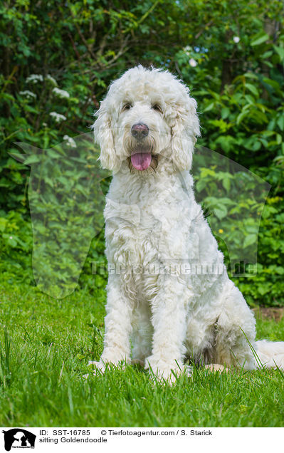 sitzender Goldendoodle / sitting Goldendoodle / SST-16785