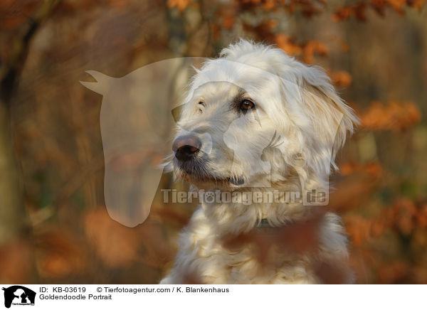 Goldendoodle Portrait / KB-03619