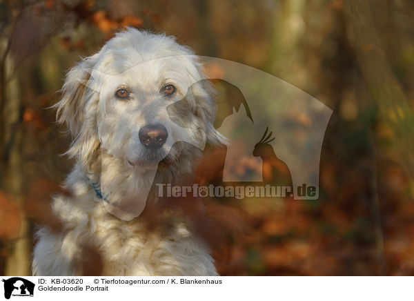 Goldendoodle Portrait / KB-03620