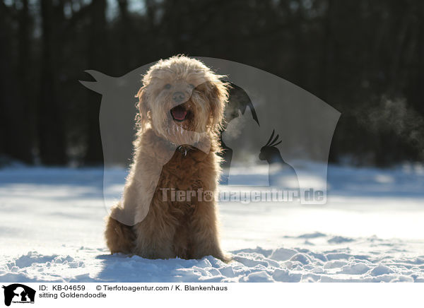 sitzender Goldendoodle / sitting Goldendoodle / KB-04659