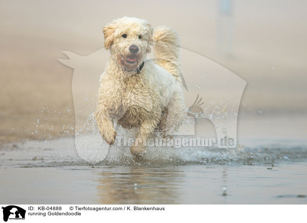 rennender Goldendoodle / running Goldendoodle / KB-04888