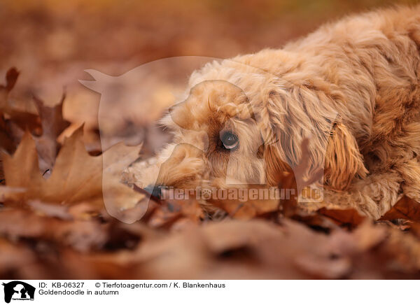 Goldendoodle im Herbst / Goldendoodle in autumn / KB-06327