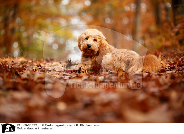 Goldendoodle im Herbst / Goldendoodle in autumn / KB-06332