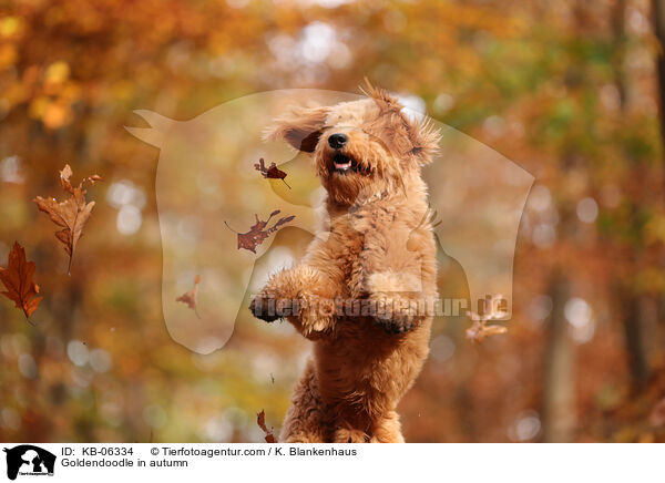Goldendoodle im Herbst / Goldendoodle in autumn / KB-06334