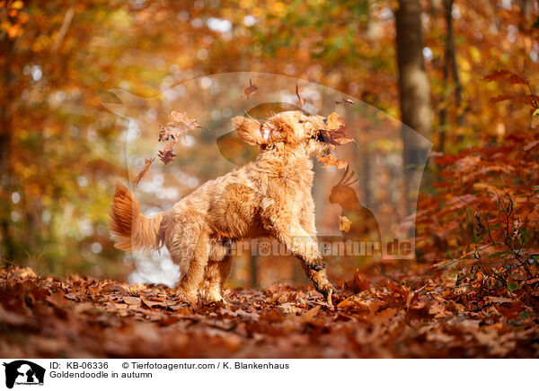 Goldendoodle im Herbst / Goldendoodle in autumn / KB-06336