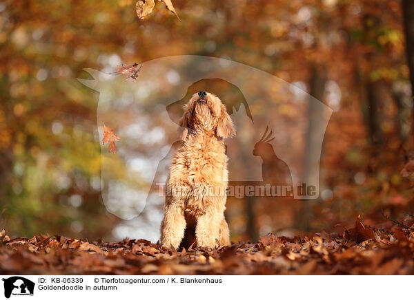 Goldendoodle im Herbst / Goldendoodle in autumn / KB-06339