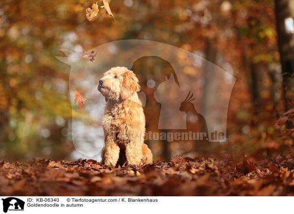 Goldendoodle im Herbst / Goldendoodle in autumn / KB-06340