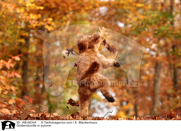 Goldendoodle im Herbst / Goldendoodle in autumn / KB-06344
