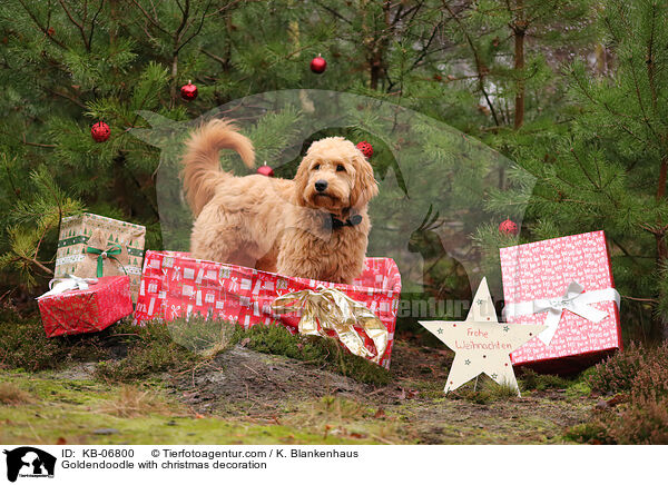 Goldendoodle with christmas decoration / KB-06800