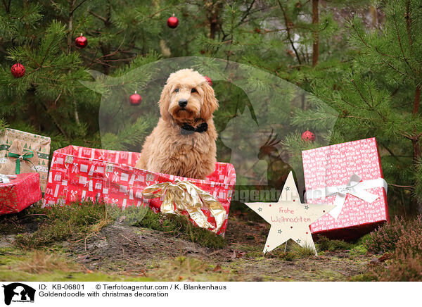 Goldendoodle with christmas decoration / KB-06801