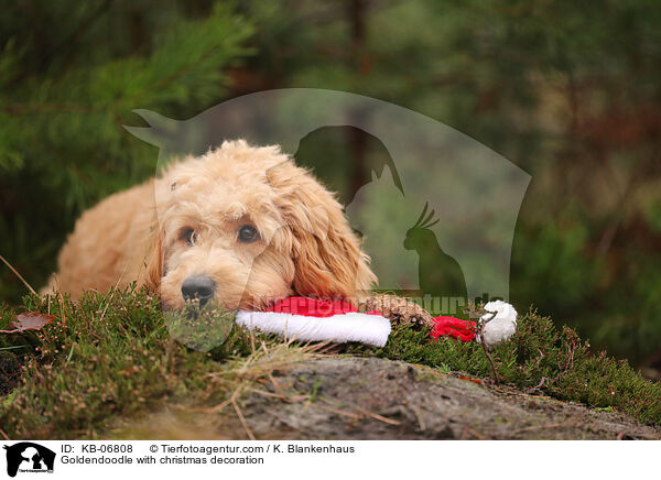 Goldendoodle mit Weihnachtsdeko / Goldendoodle with christmas decoration / KB-06808