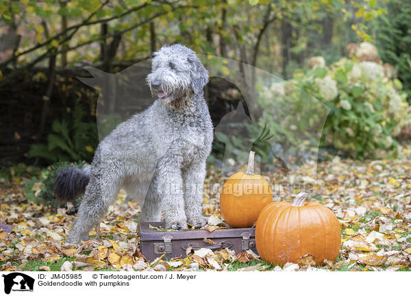 Goldendoodle mit Krbissen / Goldendoodle with pumpkins / JM-05985