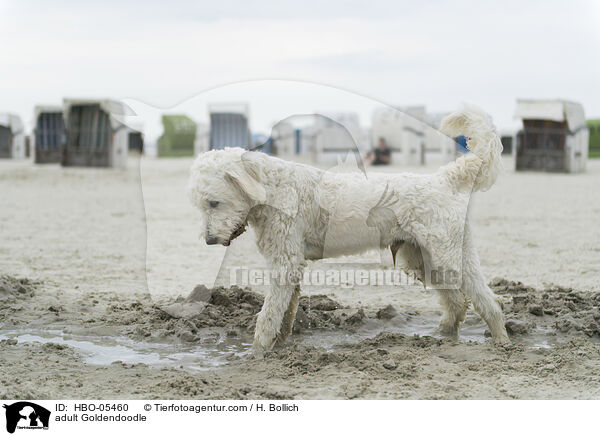 ausgewachsener Goldendoodle / adult Goldendoodle / HBO-05460