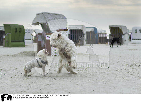 ausgewachsener Goldendoodle und Mischling / adult Goldendoodle and mongrel / HBO-05468