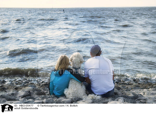 ausgewachsener Goldendoodle / adult Goldendoodle / HBO-05477