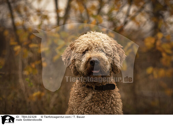 Goldendoodle Rde / male Goldendoodle / TBA-02328