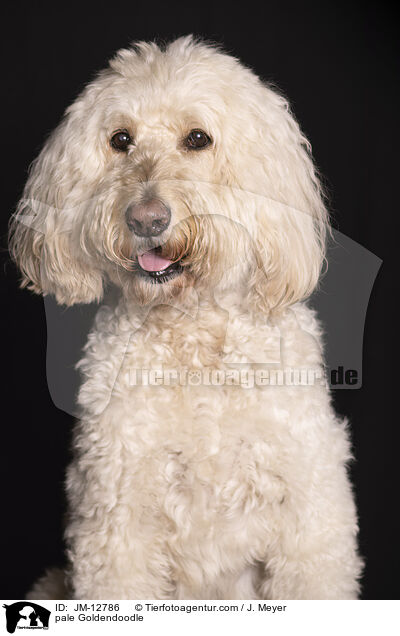 heller Goldendoodle / pale Goldendoodle / JM-12786