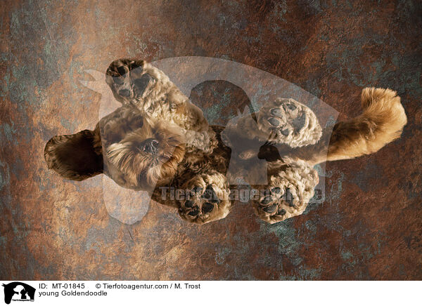junger Goldendoodle / young Goldendoodle / MT-01845