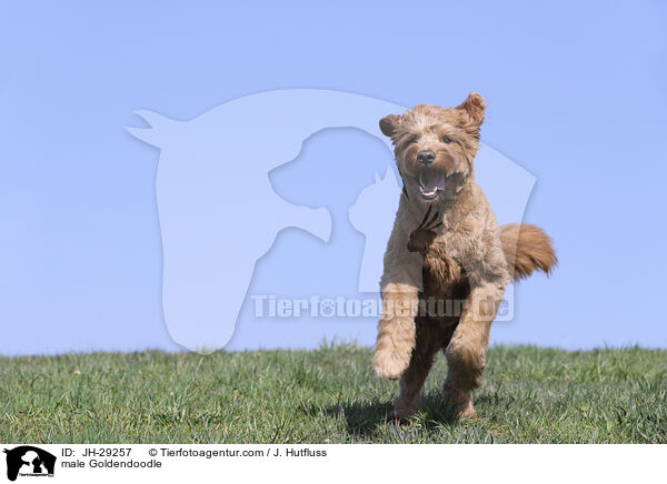 Goldendoodle Rde / male Goldendoodle / JH-29257