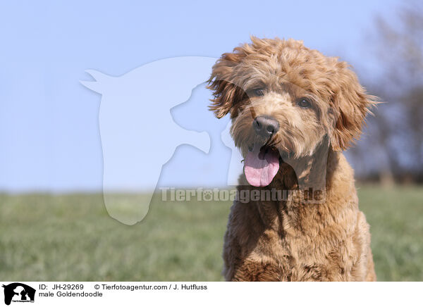 Goldendoodle Rde / male Goldendoodle / JH-29269