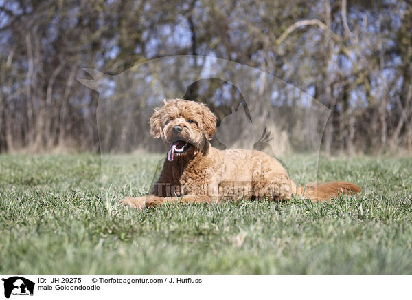 Goldendoodle Rde / male Goldendoodle / JH-29275