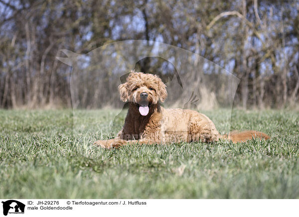 Goldendoodle Rde / male Goldendoodle / JH-29276