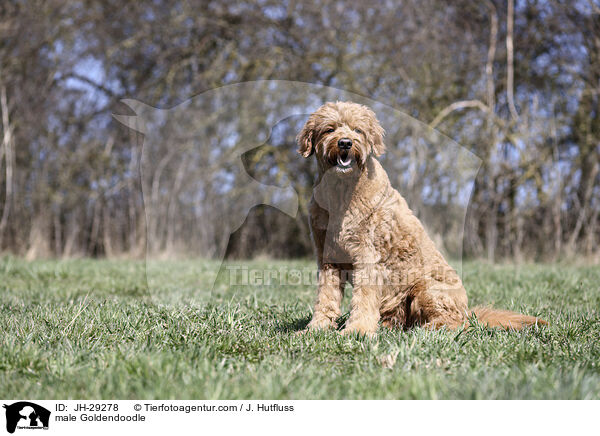 Goldendoodle Rde / male Goldendoodle / JH-29278