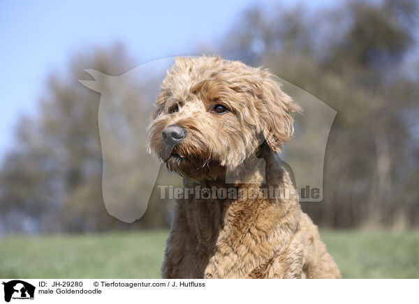 Goldendoodle Rde / male Goldendoodle / JH-29280