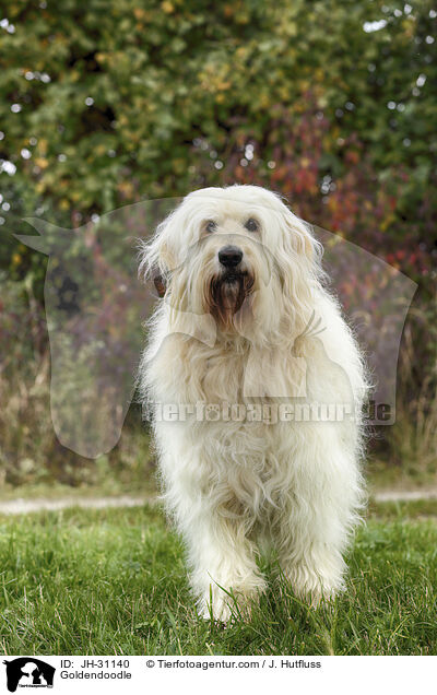 Goldendoodle / Goldendoodle / JH-31140