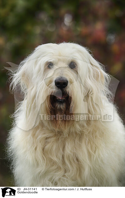 Goldendoodle / Goldendoodle / JH-31141