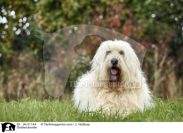 Goldendoodle / JH-31144