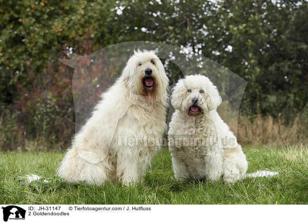 2 Goldendoodles / 2 Goldendoodles / JH-31147