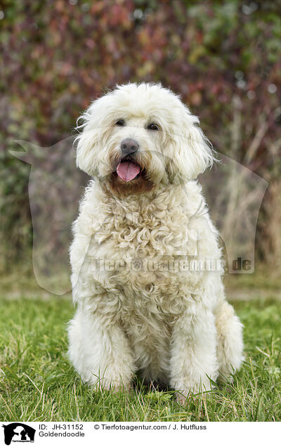 Goldendoodle / Goldendoodle / JH-31152