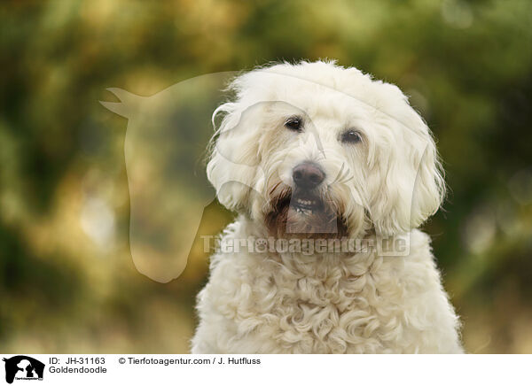 Goldendoodle / Goldendoodle / JH-31163