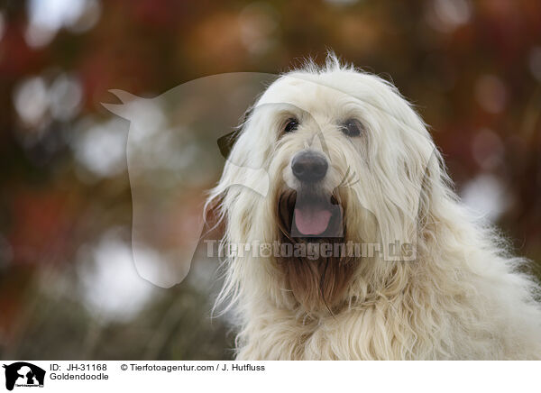 Goldendoodle / Goldendoodle / JH-31168