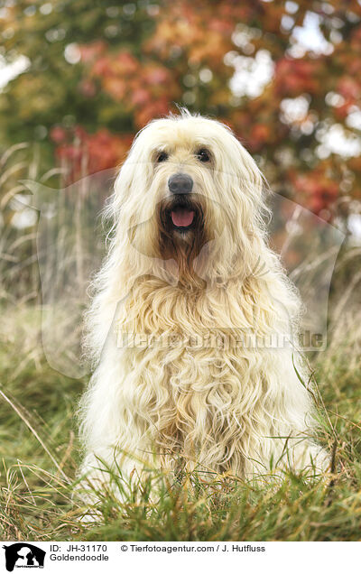 Goldendoodle / Goldendoodle / JH-31170