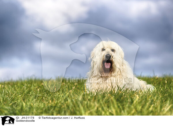 Goldendoodle / Goldendoodle / JH-31178