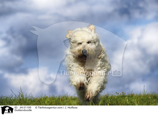 Goldendoodle / Goldendoodle / JH-31195