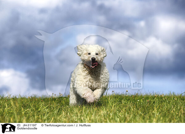 Goldendoodle / Goldendoodle / JH-31197