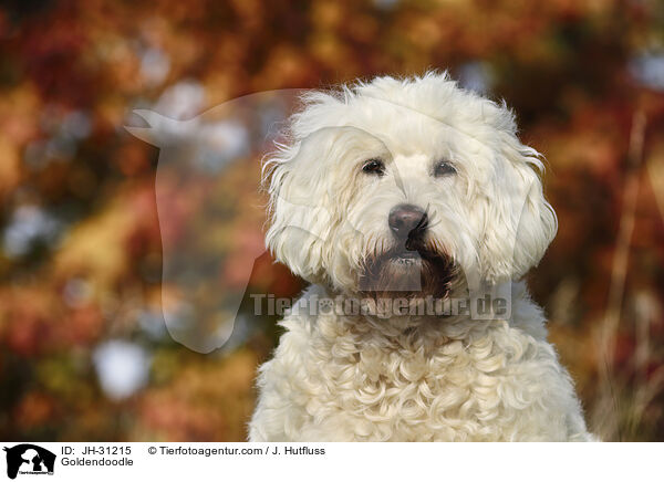 Goldendoodle / Goldendoodle / JH-31215