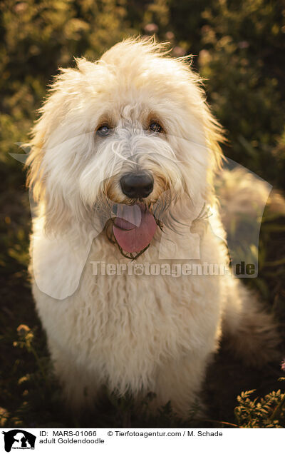 erwachsener Goldendoodle / adult Goldendoodle / MARS-01066